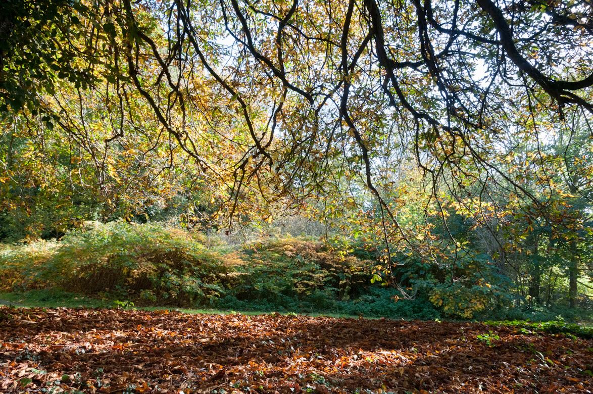 Autumn leaves on the trees and the ground in Waterworks Valley, St Lawrence, Jersey, Channel Islands.
