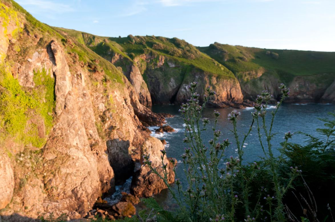 Wild thistles in flower on the cliff path at Devil's Hole, St Mary, on the north coast of Jersey, Channel Islands, with cliffs and sea beyond.