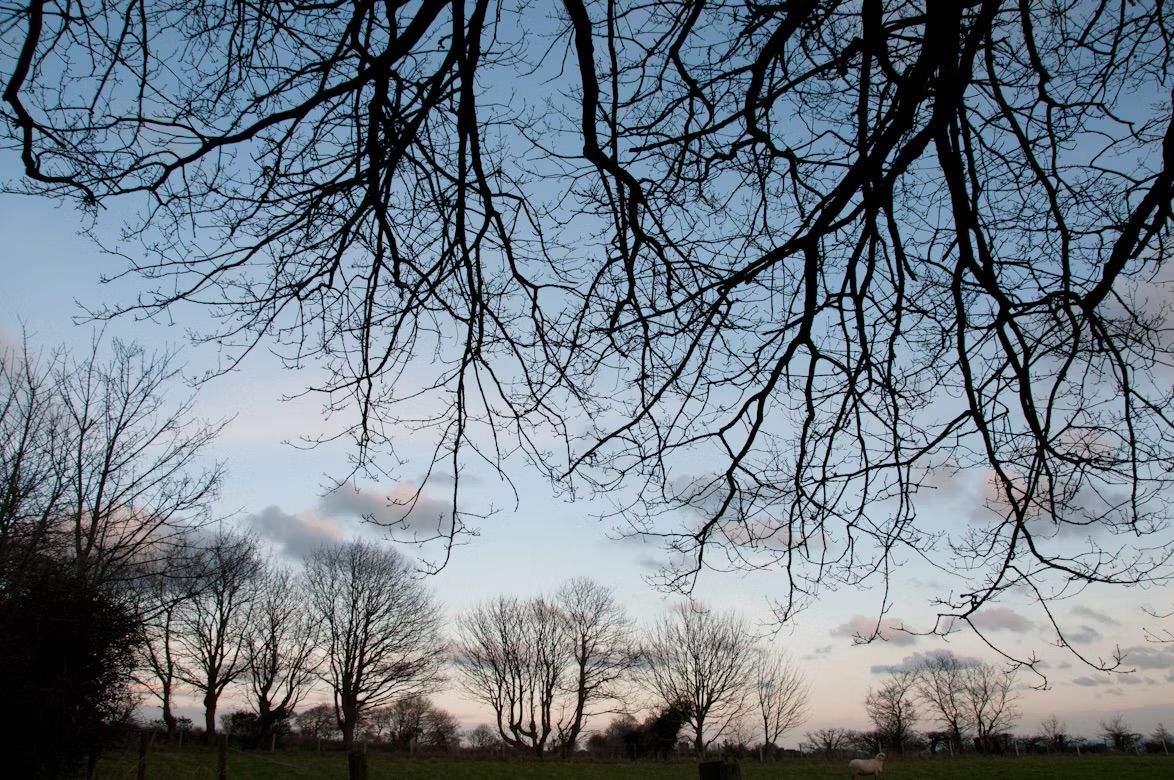 Bare winter trees against a sunset sky over fields in St Saviour, Jersey, Channel Islands, with a sheep grazing.